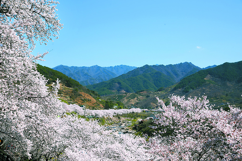 하동 쌍계사 십리벚꽃길